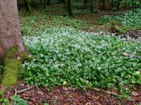 Ein Bärlauch Blütenfeld neben einem Baum